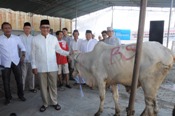 HARI RAYA IDUL ADHA BANK SUMSEL BABEL QURBAN 75 EKOR SAPI & 5 EKOR KAMBING